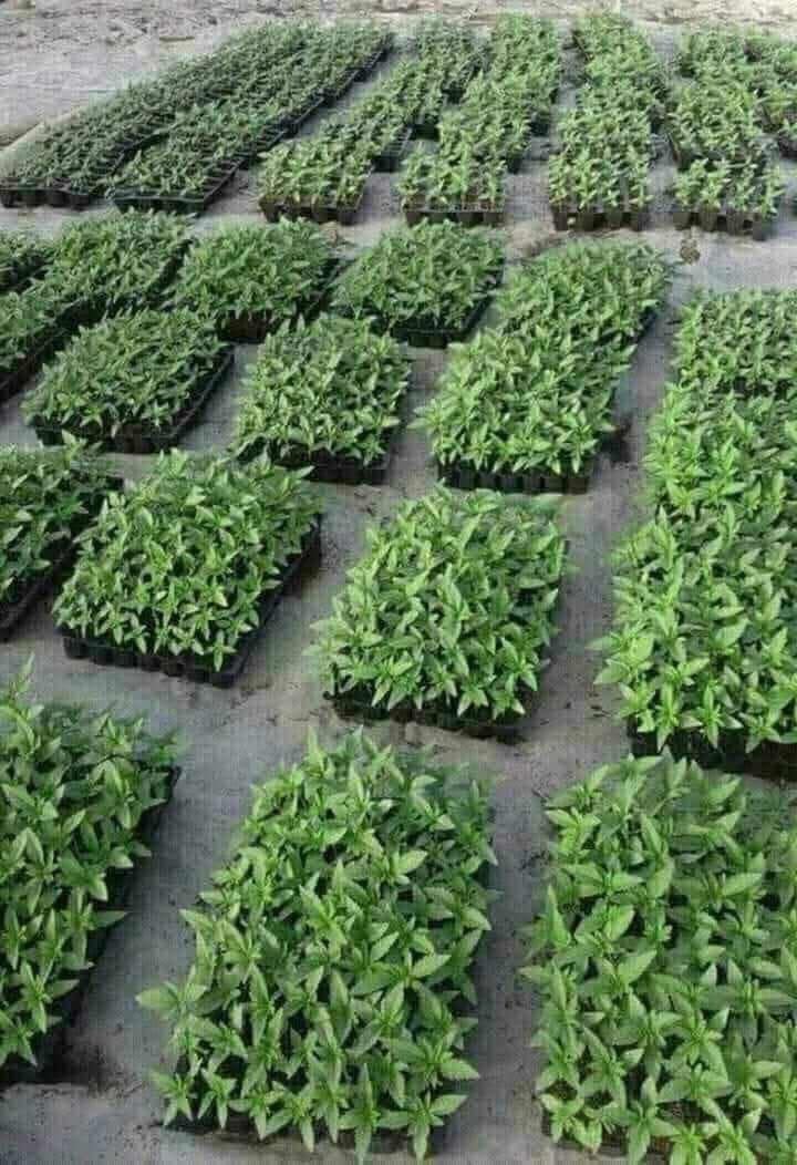 Cannabis cultivation fields